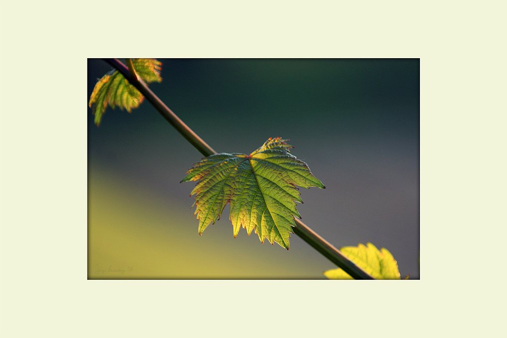 04WeinblattIMG0472d.jpg