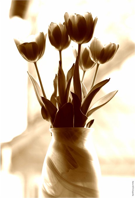 Tulpen1.jpg