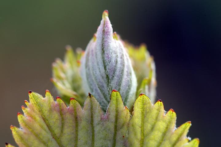 D40_12560bf.jpg