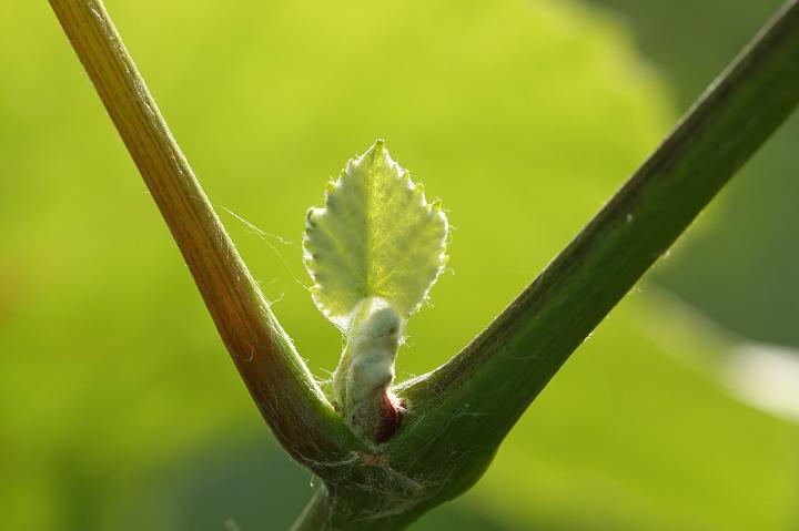 D40_14439bf.jpg