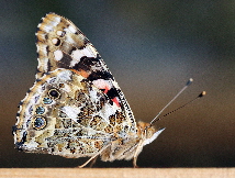 D40_37529b