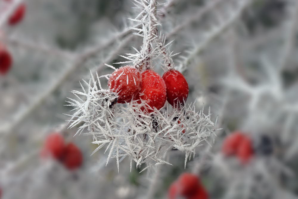 D700B_19656b
