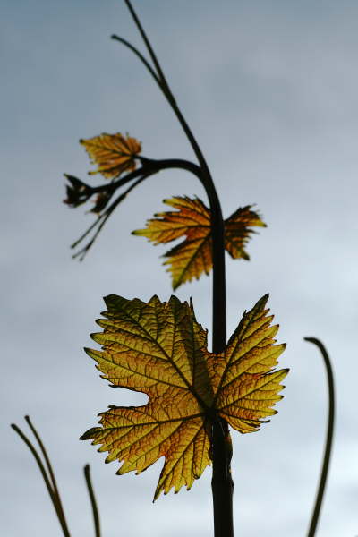 IMG_1055f