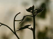 IMG_1747f2009