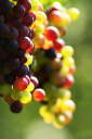 IMG_3970b