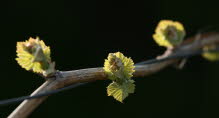 IMG_4234_WG2008_JM