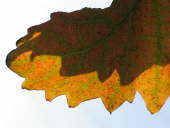 IMG_4273b