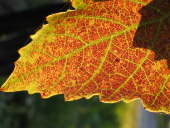 IMG_4274b