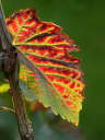 IMG_5247b