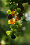IMG_9736_WG2008_JM